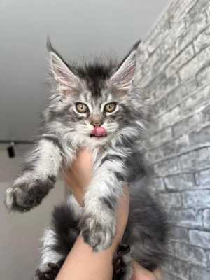  俄罗斯哪里卖缅因猫「俄罗斯缅因猫猫舍网站」