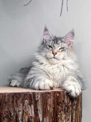 缅因猫多大可以长多少斤,缅因猫能长多大,多久不长 