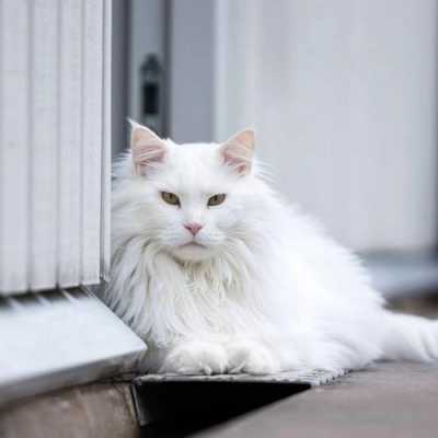 缅因猫白色多少钱一只成年（缅因猫纯白多少钱一只）